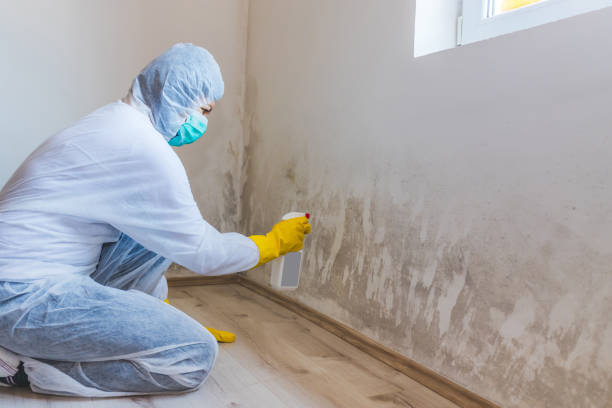 Licensed Mold Remediation service in Florida, FL - 24 Hour Mold Removal